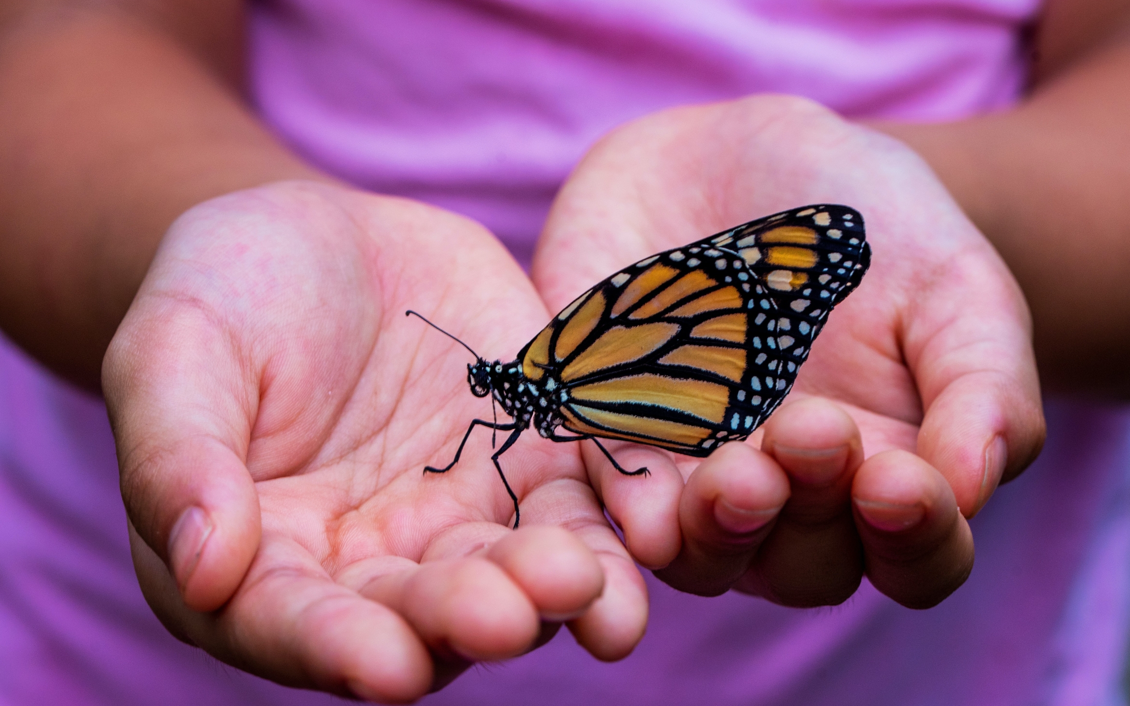 child's hands holding butterfly